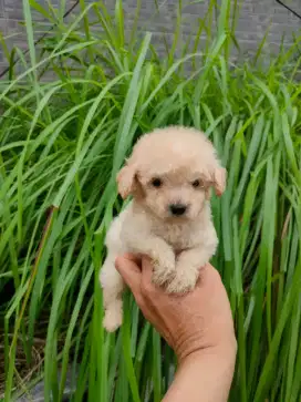 Puppy Tooy poodle