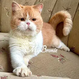 Kucing british shorthair jantan anak import