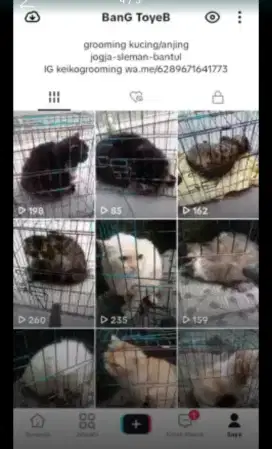 Grooming kucing panggilan Jogja Sleman bantul