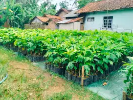 Bibit sukun manis
