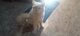 Kucing Persia Jantan Betina