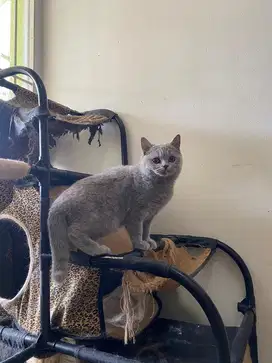 KUCING BRITISHSHORTHAIR PED CFA atau NONPED