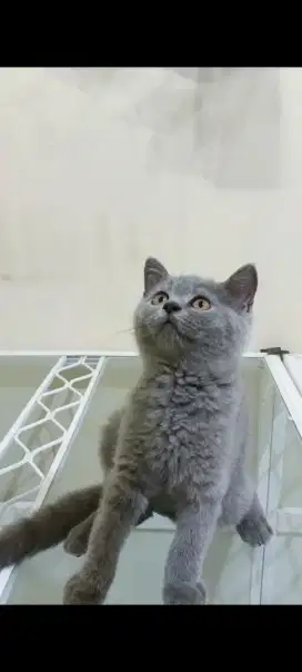 KUCING BSH KITTEN BETINA