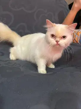 Kucing jenis himalaya