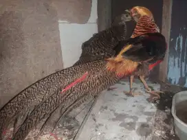 ayam golden pheseant sepasang