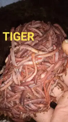 Cacing Tiger / esenia fetida