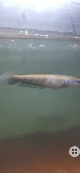 Maru red barito