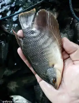 Jual bibit ikan gurame ikan redy yg minat cat WA