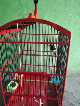 Burung Kacer jantan dewasa