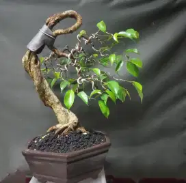 bonsai beringin / tanaman bonsai beringin