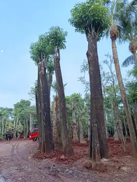 Pohon pulau besar