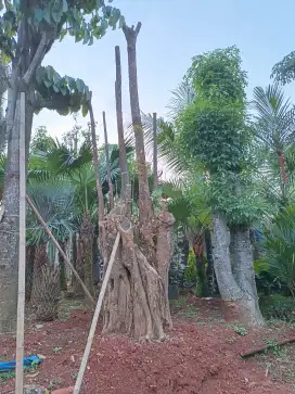 Pohon pule fosil