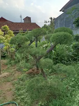 Bonsai cemara udang