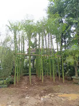 Pohon pakis brazil
