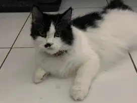 Kucing Mix Persia