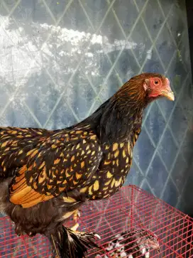 Ayam Hias Golden Laced Brahma Berkualitas