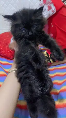 KITTEN PERSIA 3 BULAN