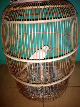 Burung perkutut silver jantan