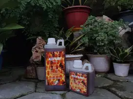 Madu Hutan Wanyi asli Kalimantan | Kemasan 1 liter