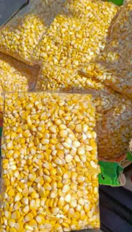 Jagung pipil manis