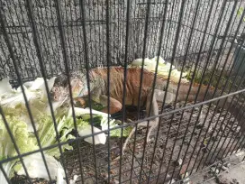 Iguana red green betina