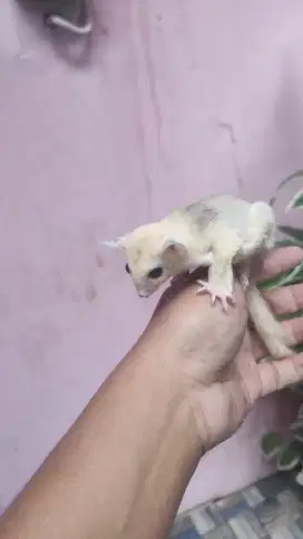 Sugar glider Joey platmoz het caramel jantan