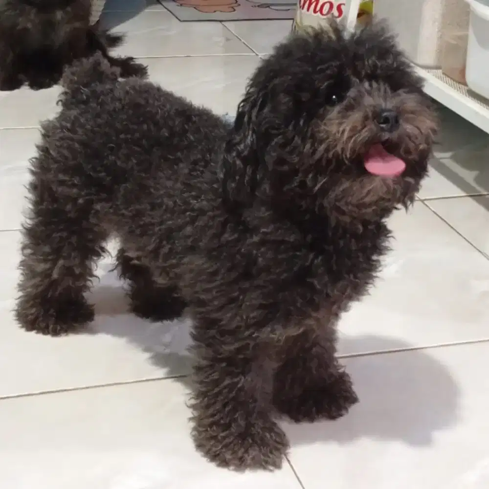 DIJUAL ANJING POODLE BETINA SUDAH STAMBUM DAN VAKSIN