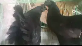 Betina induk cemani LA