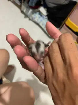 Sugar glider Joy classic grey