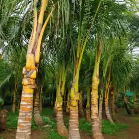 jual pohon kelapa gading kuning
