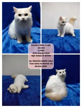 Kucing Persia x Bsh (cream)
