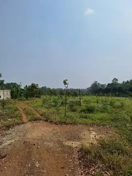 Dijual kebun durian musangking, pasti untung, di  Jonggol