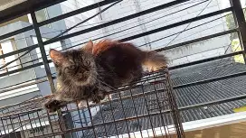 Kucing Persia betina flatnose
