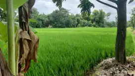 Sawah zona kuning papahan Karanganyar