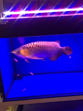 Arwana Super Red 43cm