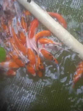 Jual bibit ikan emas koy ikan redy yg minat cat WA