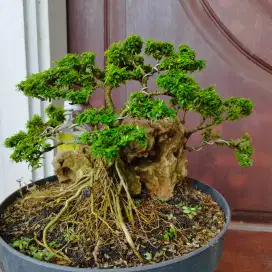 Bonsai Saengsimbur Super Mikro Thailand OTR