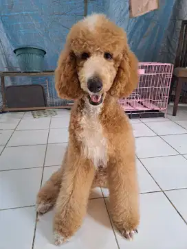 Giant poodle jantan