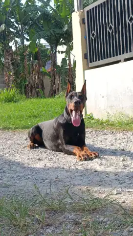 Jual Doberman Black Tan Betina Stambum Bloodline Anping Frankenburg