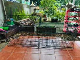 Kandang Kucing/Musang
