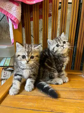 Anak kucing scottish straight