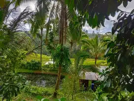 tanah murah view sawah dan jungle di bali