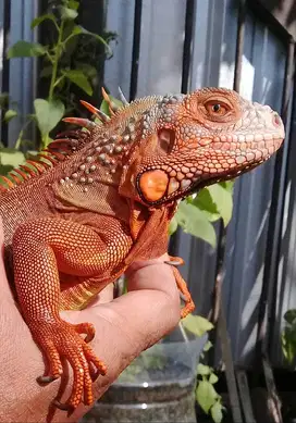 Red lguana Remaja