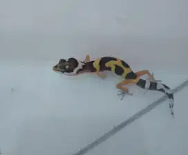 Hewan reptil gecko