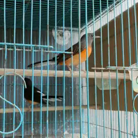 Murai Betina Body big siap diternakan