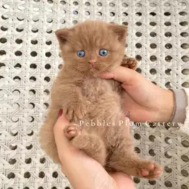 British Shorthair BSH Kitten Cinnamon