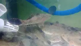 Ikan gabus malas /bloso
