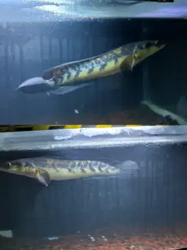 Ikan Channa maru YS