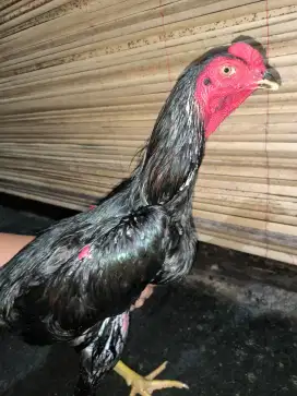 Ayam bangkok, pakhoy, blackbull 6bln