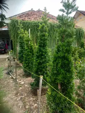 Pohon lohansung jepang